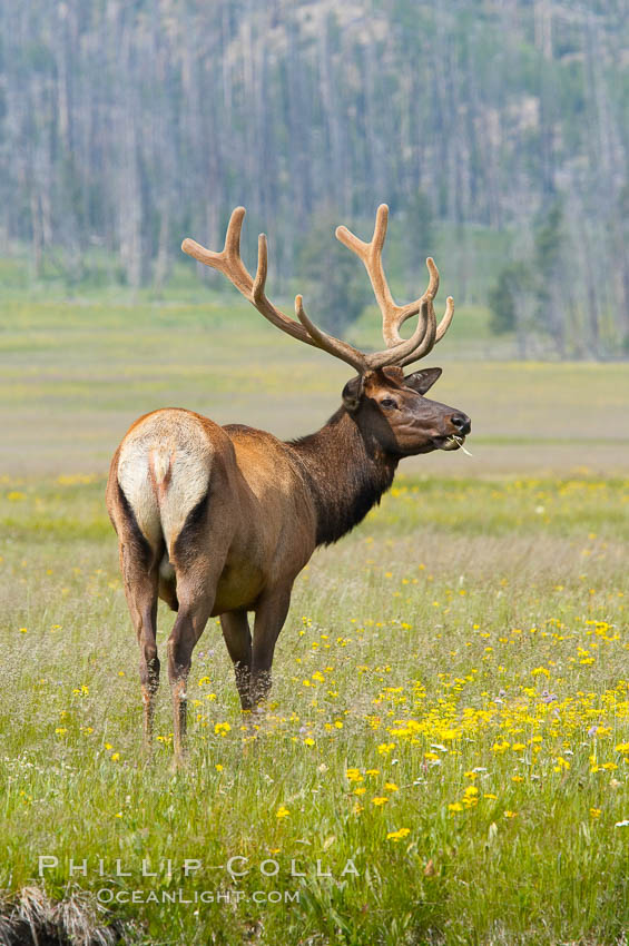 Bull elk, antlers bearing velvet, Gibbon Meadow. Elk are the most abundant large mammal found in Yellowstone National Park. More than 30,000 elk from 8 different herds summer in Yellowstone and approximately 15,000 to 22,000 winter in the park. Bulls grow antlers annually from the time they are nearly one year old. When mature, a bulls rack may have 6 to 8 points or tines on each side and weigh more than 30 pounds. The antlers are shed in March or April and begin regrowing in May, when the bony growth is nourished by blood vessels and covered by furry-looking velvet. Gibbon Meadows, Wyoming, USA, Cervus canadensis, natural history stock photograph, photo id 13181
