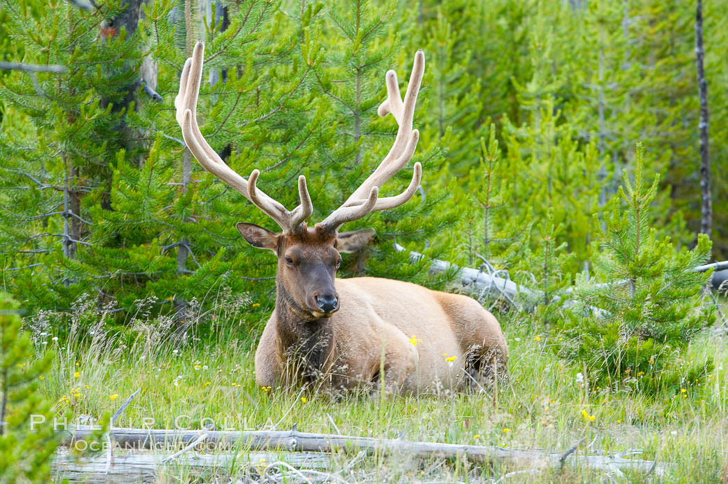 Elk rest in wooded areas during the midday heat, summer. Yellowstone National Park, Wyoming, USA, Cervus canadensis, natural history stock photograph, photo id 13189