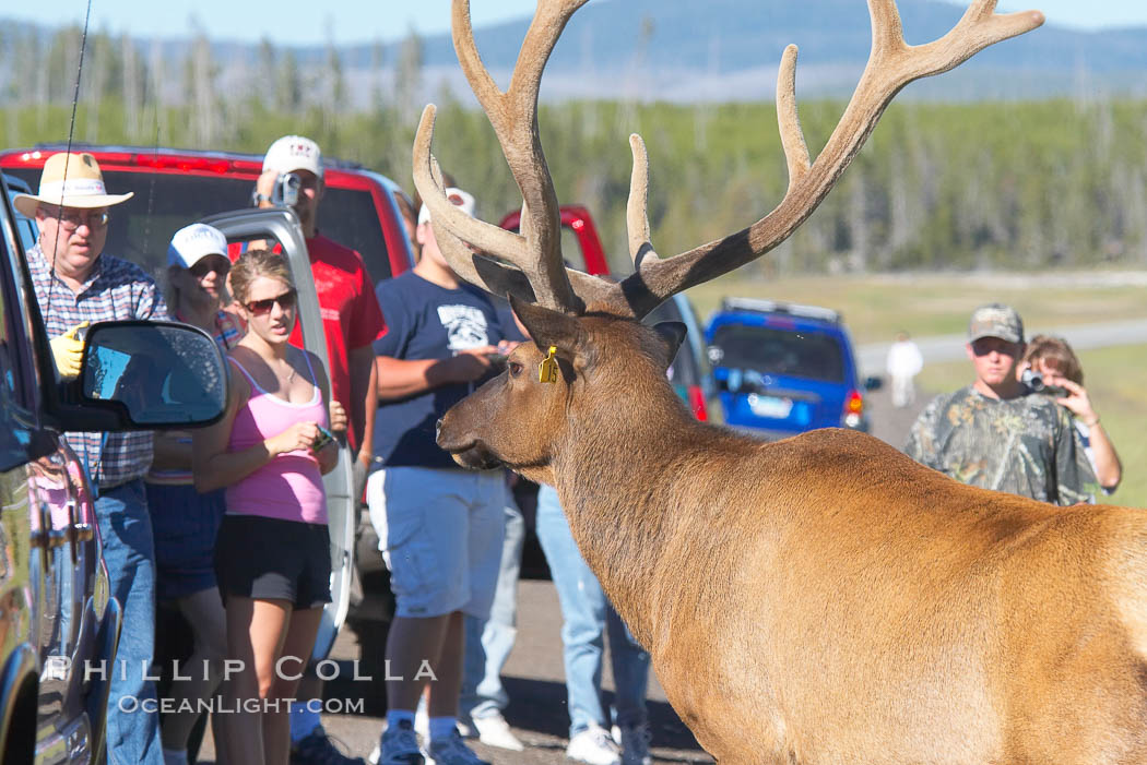 Tourists get a good look at wild elk who have become habituated to human presence in Yellowstone National Park. Wyoming, USA, Cervus canadensis, natural history stock photograph, photo id 13209