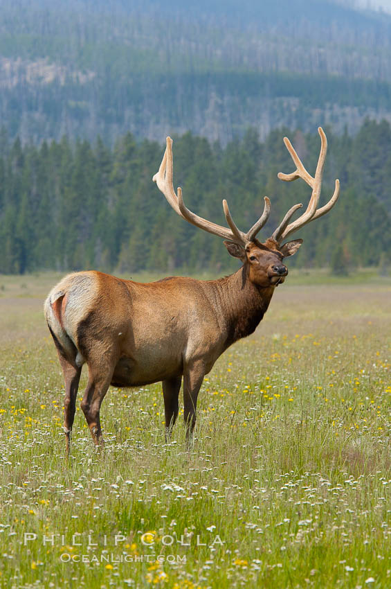 Bull elk, antlers bearing velvet, Gibbon Meadow. Elk are the most abundant large mammal found in Yellowstone National Park. More than 30,000 elk from 8 different herds summer in Yellowstone and approximately 15,000 to 22,000 winter in the park. Bulls grow antlers annually from the time they are nearly one year old. When mature, a bulls rack may have 6 to 8 points or tines on each side and weigh more than 30 pounds. The antlers are shed in March or April and begin regrowing in May, when the bony growth is nourished by blood vessels and covered by furry-looking velvet. Gibbon Meadows, Wyoming, USA, Cervus canadensis, natural history stock photograph, photo id 13154