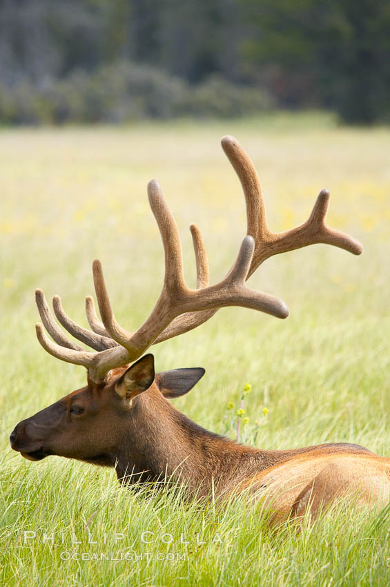 Bull elk, antlers bearing velvet, Gibbon Meadow. Elk are the most abundant large mammal found in Yellowstone National Park. More than 30,000 elk from 8 different herds summer in Yellowstone and approximately 15,000 to 22,000 winter in the park. Bulls grow antlers annually from the time they are nearly one year old. When mature, a bulls rack may have 6 to 8 points or tines on each side and weigh more than 30 pounds. The antlers are shed in March or April and begin regrowing in May, when the bony growth is nourished by blood vessels and covered by furry-looking velvet. Gibbon Meadows, Wyoming, USA, Cervus canadensis, natural history stock photograph, photo id 13166