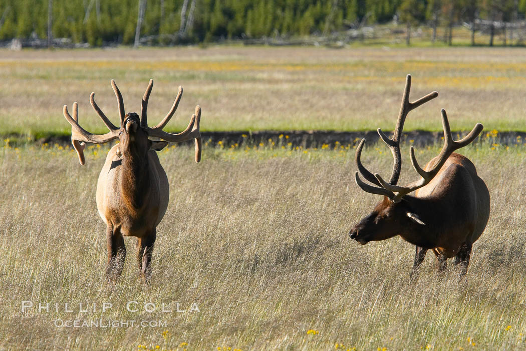 Bull elk spar to establish harems of females, Gibbon Meadow. Gibbon Meadows, Yellowstone National Park, Wyoming, USA, Cervus canadensis, natural history stock photograph, photo id 13170