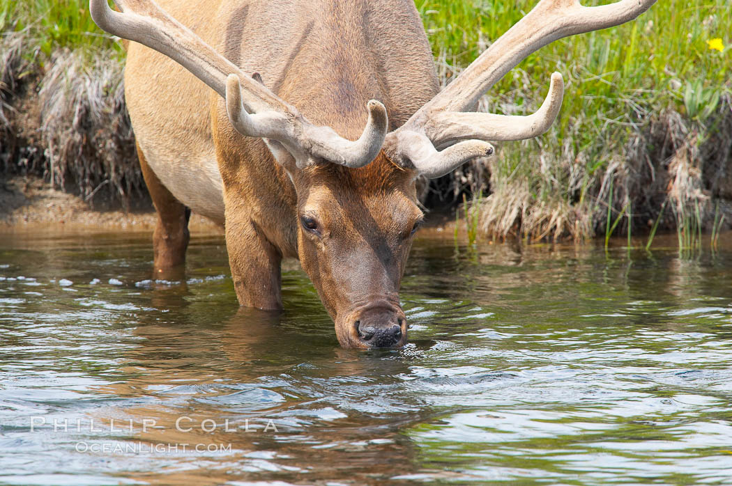 Elk in the Gibbon River. Gibbon Meadows, Yellowstone National Park, Wyoming, USA, Cervus canadensis, natural history stock photograph, photo id 13168