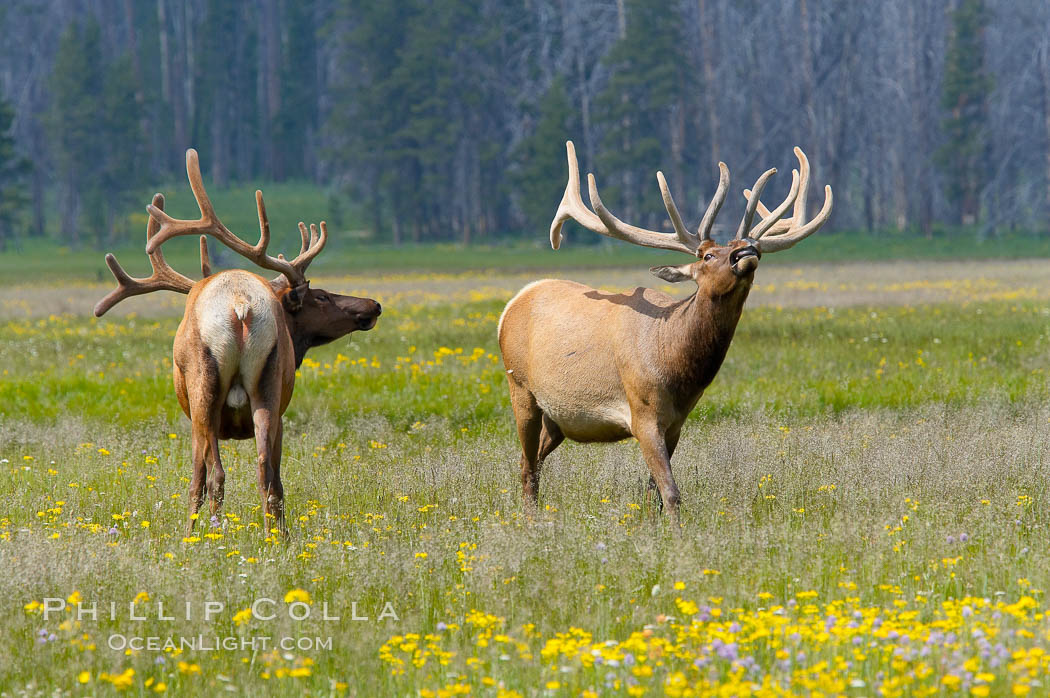 Bull elk spar to establish harems of females, Gibbon Meadow. Gibbon Meadows, Yellowstone National Park, Wyoming, USA, Cervus canadensis, natural history stock photograph, photo id 13151
