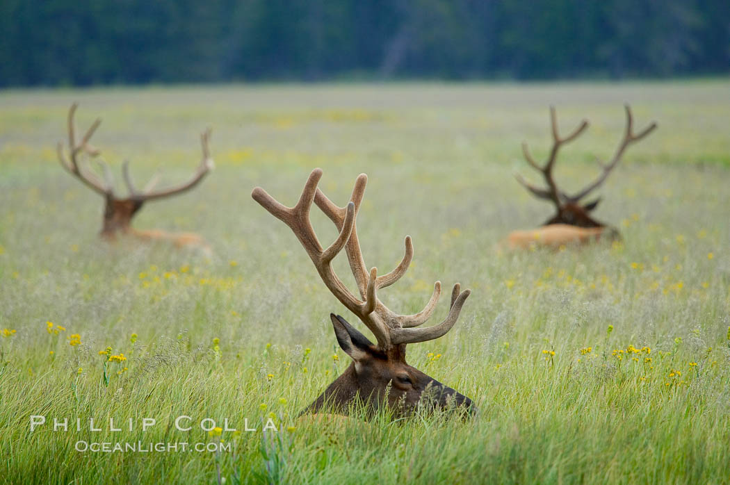 Elk rest in tall grass during the midday heat, Gibbon Meadow. Gibbon Meadows, Yellowstone National Park, Wyoming, USA, Cervus canadensis, natural history stock photograph, photo id 13157