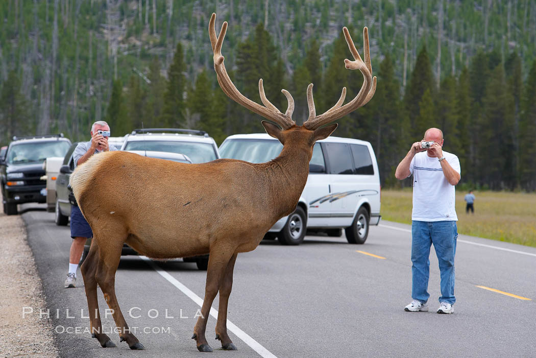 Tourists get a good look at wild elk who have become somewhat habituated to human presence in Yellowstone National Park. Wyoming, USA, Cervus canadensis, natural history stock photograph, photo id 13161