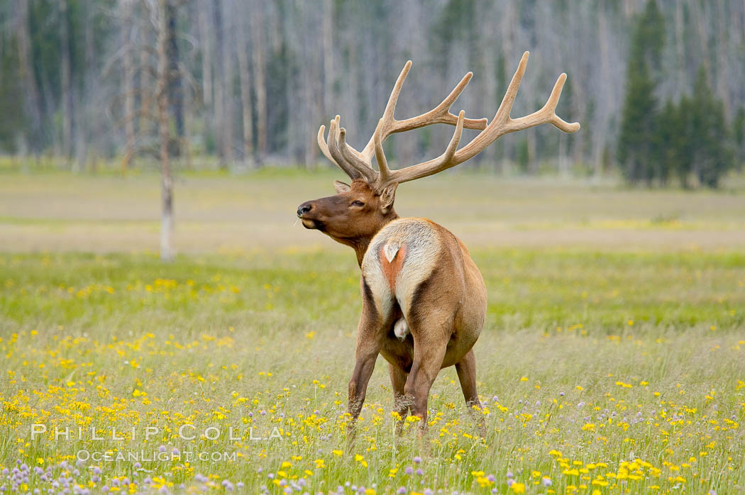 Bull elk, antlers bearing velvet, Gibbon Meadow. Elk are the most abundant large mammal found in Yellowstone National Park. More than 30,000 elk from 8 different herds summer in Yellowstone and approximately 15,000 to 22,000 winter in the park. Bulls grow antlers annually from the time they are nearly one year old. When mature, a bulls rack may have 6 to 8 points or tines on each side and weigh more than 30 pounds. The antlers are shed in March or April and begin regrowing in May, when the bony growth is nourished by blood vessels and covered by furry-looking velvet. Gibbon Meadows, Wyoming, USA, Cervus canadensis, natural history stock photograph, photo id 13165