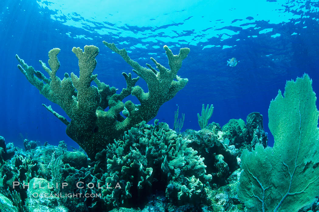 Elkhorn coral. Roatan, Honduras, Acropora palmata, natural history stock photograph, photo id 18502