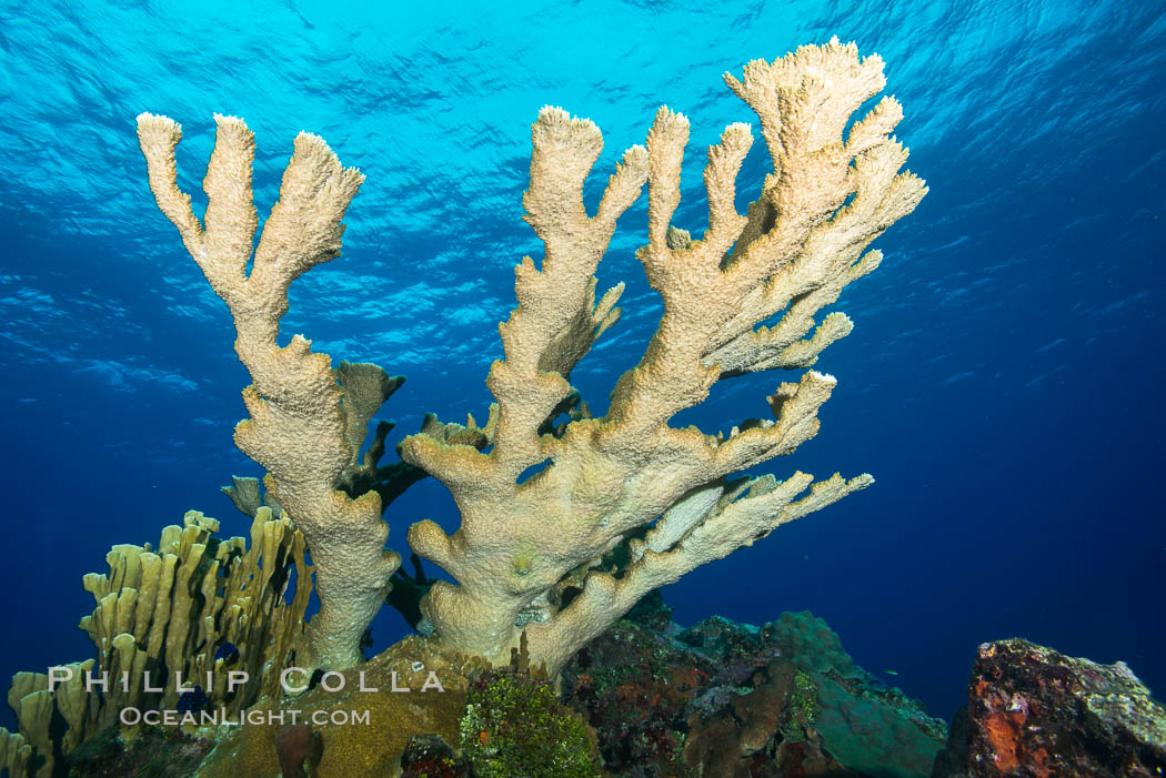 Elkhorn coral, Grand Caymand Island. Cayman Islands, natural history stock photograph, photo id 32250