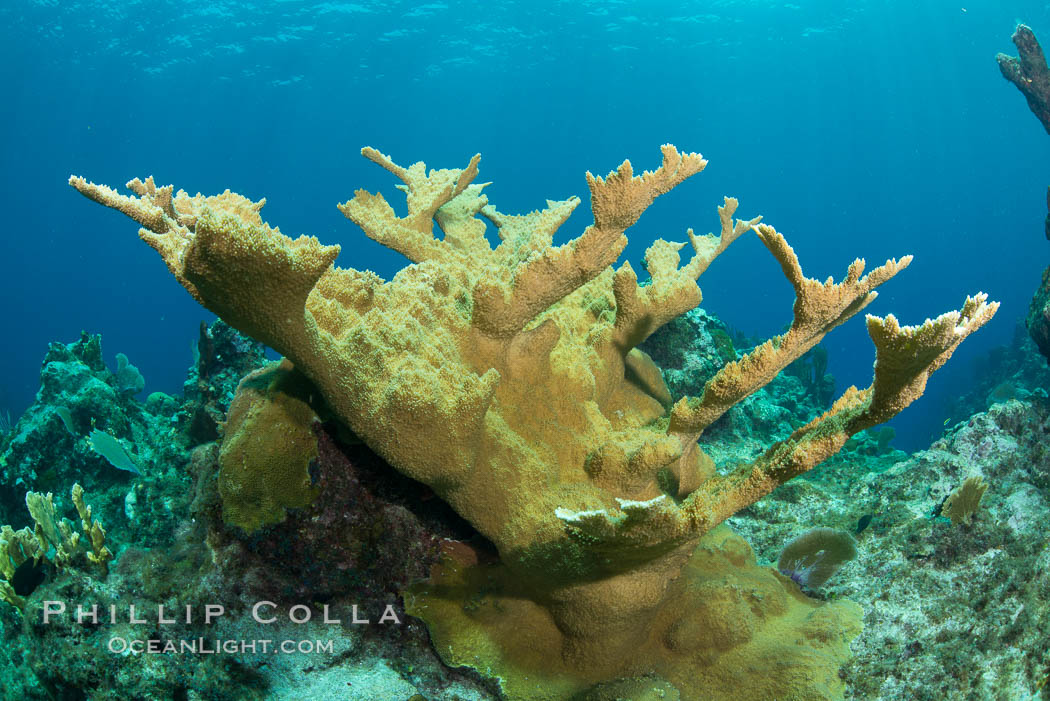 Elkhorn coral, Grand Caymand Island. Cayman Islands, natural history stock photograph, photo id 32048