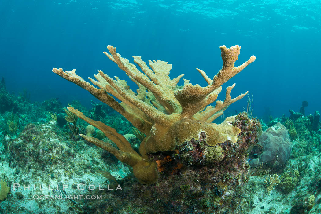 Elkhorn coral, Grand Caymand Island. Cayman Islands, natural history stock photograph, photo id 32049