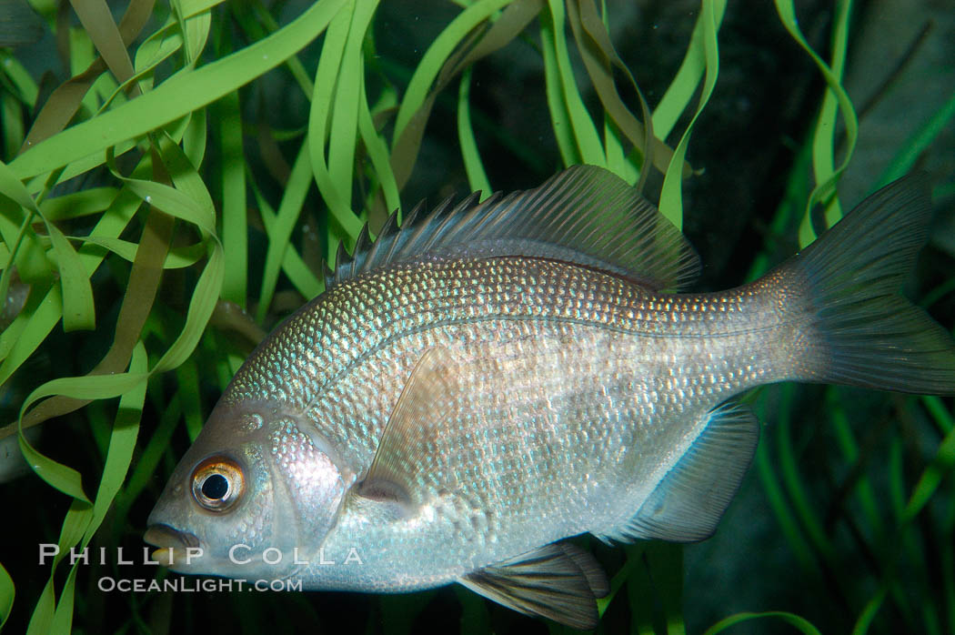 Black perch., Embiotoca jacksoni, natural history stock photograph, photo id 10316