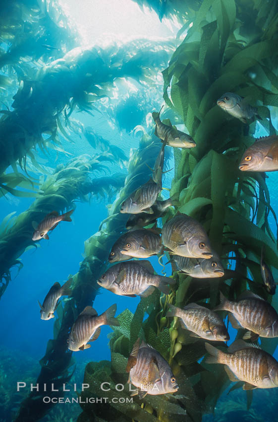Black perch in kelp forest. San Clemente Island, California, USA, Embiotoca jacksoni, natural history stock photograph, photo id 04813