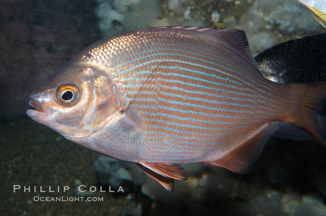 Striped surfperch., Embiotoca lateralis, natural history stock photograph, photo id 09010