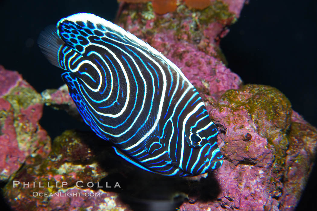 Emperor angelfish, juvenile coloration., Pomacanthus imperator, natural history stock photograph, photo id 13744