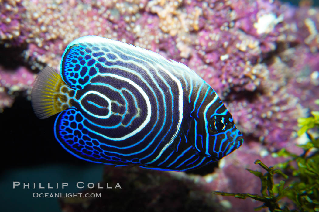 Emperor angelfish, juvenile coloration., Pomacanthus imperator, natural history stock photograph, photo id 13745