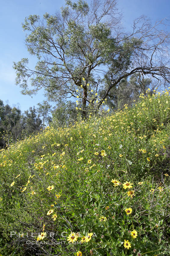 Bush sunflower, Batiquitos Lagoon, Carlsbad. California, USA, Encelia californica, natural history stock photograph, photo id 11324