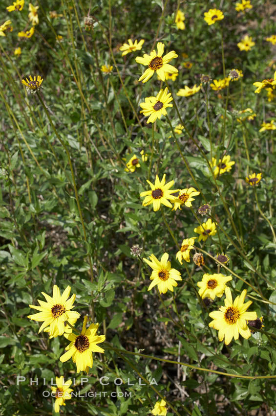 Bush sunflower, Batiquitos Lagoon, Carlsbad. California, USA, Encelia californica, natural history stock photograph, photo id 11327