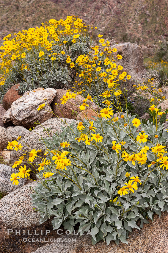 Brittlebush blooming in spring, Palm Canyon. Anza-Borrego Desert State Park, Borrego Springs, California, USA, Encelia farinosa, natural history stock photograph, photo id 10534