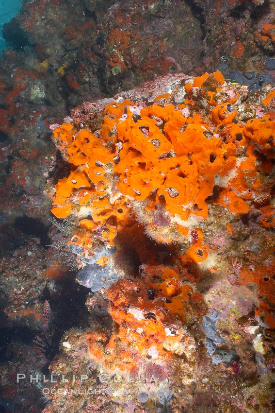 Encrusting sponges cover the lava reef. Cousins, Galapagos Islands, Ecuador, natural history stock photograph, photo id 16454