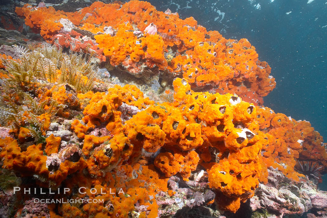 Encrusting sponges cover the lava reef. Cousins, Galapagos Islands, Ecuador, natural history stock photograph, photo id 16460