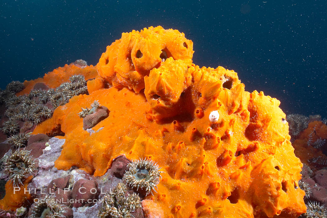 Encrusting sponges cover the lava reef. Cousins, Galapagos Islands, Ecuador, natural history stock photograph, photo id 16455