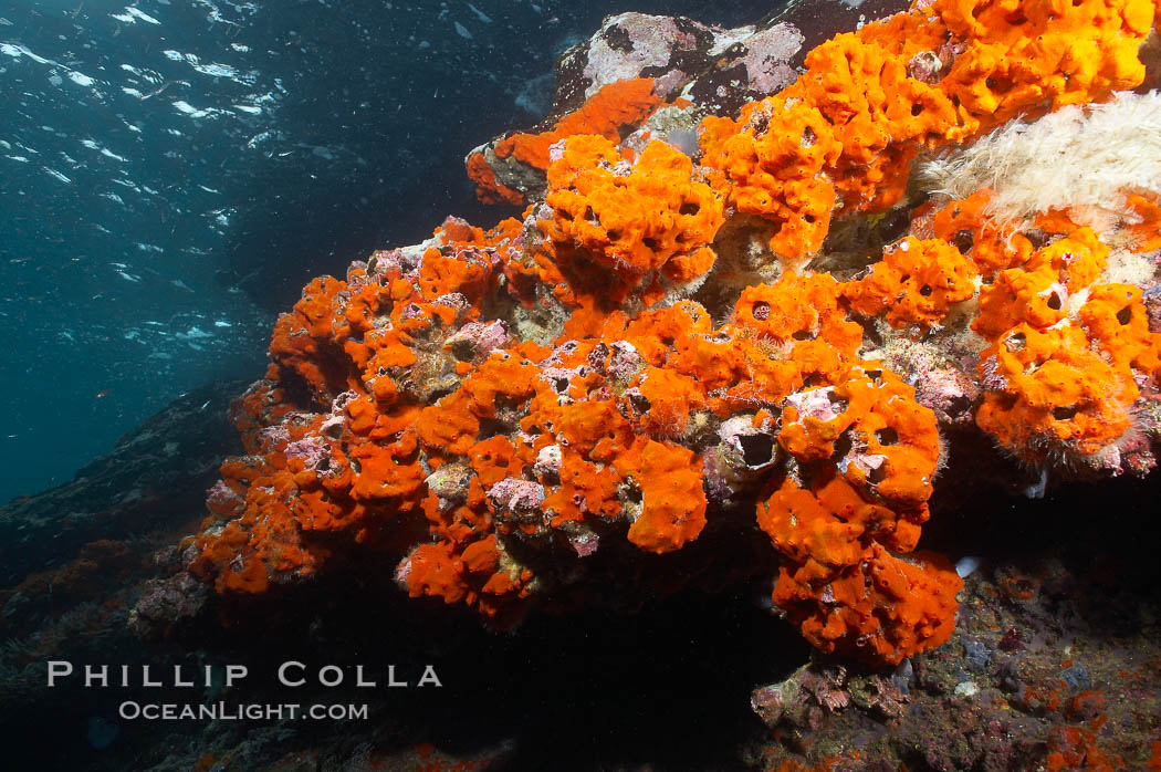 Encrusting sponges cover the lava reef. Cousins, Galapagos Islands, Ecuador, natural history stock photograph, photo id 16459