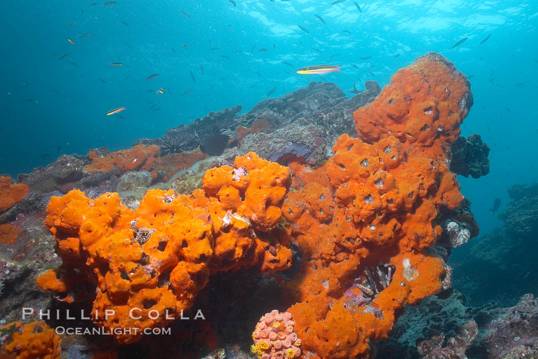 Encrusting sponges cover the lava reef. Cousins, Galapagos Islands, Ecuador, natural history stock photograph, photo id 16457