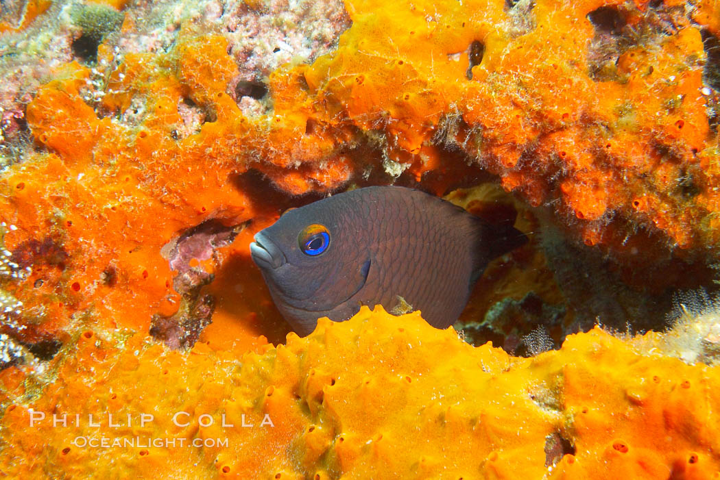 Encrusting sponges cover the lava reef. Cousins, Galapagos Islands, Ecuador, natural history stock photograph, photo id 16461