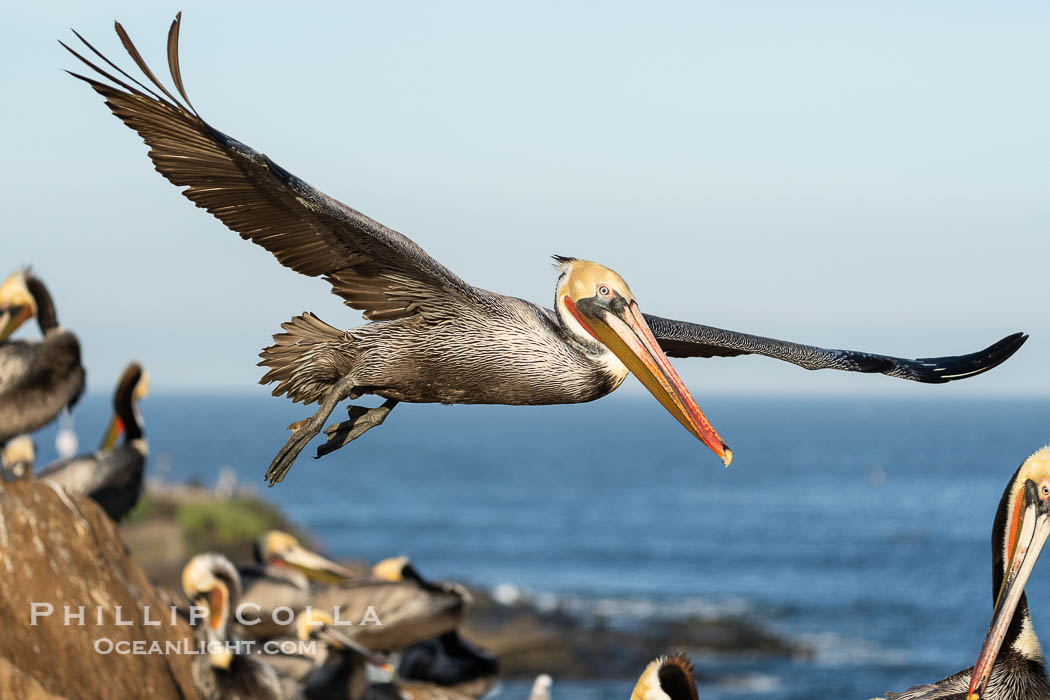 Endangered Brown Pelican flying over crowded ocean cliff looking for a place to land, Pelecanus occidentalis californicus, Pelecanus occidentalis, La Jolla, California