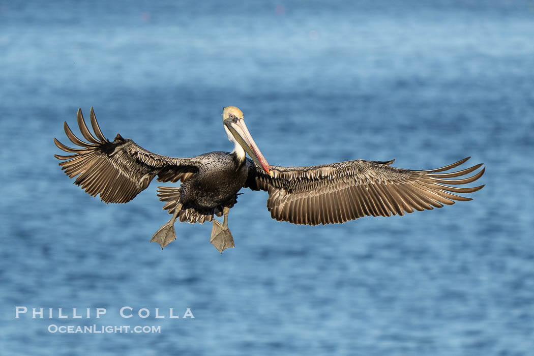 Endangered California Brown Pelican With Wings Spread Flying over the Pacific Ocean. La Jolla, USA, Pelecanus occidentalis, Pelecanus occidentalis californicus, natural history stock photograph, photo id 39837