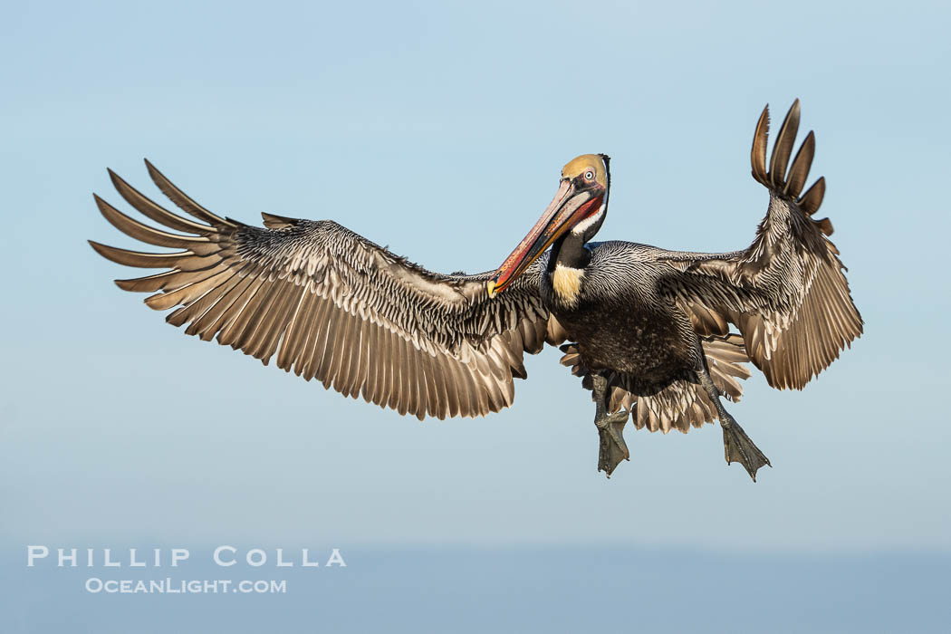 Endangered Brown Pelican Flying with Wings Spread Ready to Land. The brown pelican's wingspan can reach 7 feet. La Jolla, California, USA, Pelecanus occidentalis californicus, Pelecanus occidentalis, natural history stock photograph, photo id 40094