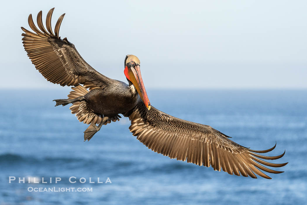 Endangered Brown Pelican Flying with Wings Spread Ready to Land. The brown pelican's wingspan can reach 7 feet. La Jolla, California, USA, Pelecanus occidentalis californicus, Pelecanus occidentalis, natural history stock photograph, photo id 40096