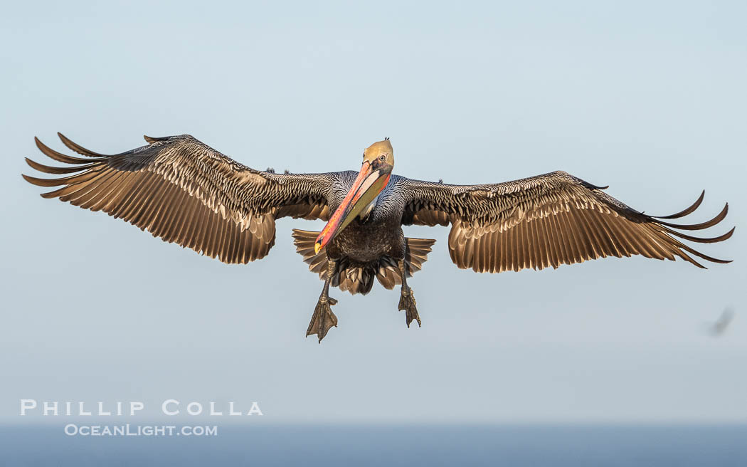 Endangered Brown Pelican Flying with Wings Spread Ready to Land. The brown pelican's wingspan can reach 7 feet. La Jolla, California, USA, Pelecanus occidentalis californicus, Pelecanus occidentalis, natural history stock photograph, photo id 40095