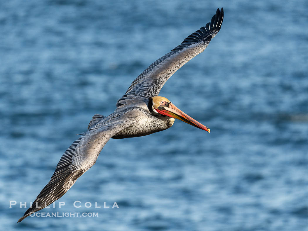 Endangered California brown pelican gracefully soaring over the Pacific Ocean. La Jolla, USA, Pelecanus occidentalis californicus, Pelecanus occidentalis, natural history stock photograph, photo id 40115