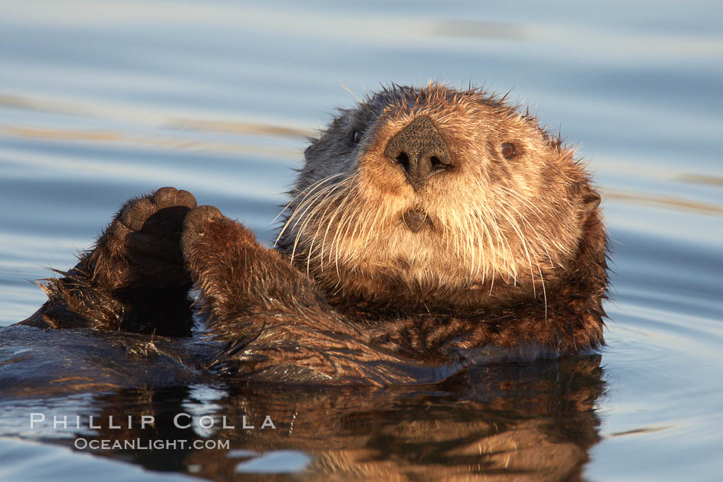 A sea otter, resting on its back, holding its paw out of the water for warmth. While the sea otter has extremely dense fur on its body, the fur is less dense on its head, arms and paws so it will hold these out of the cold water to conserve body heat, Enhydra lutris, Elkhorn Slough National Estuarine Research Reserve, Moss Landing, California