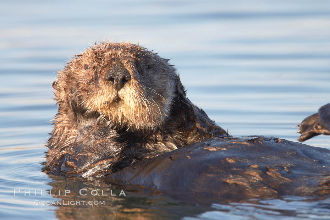 A sea otter, resting and floating on its back, in Elkhorn Slough. Elkhorn Slough National Estuarine Research Reserve, Moss Landing, California, USA, Enhydra lutris, natural history stock photograph, photo id 21666
