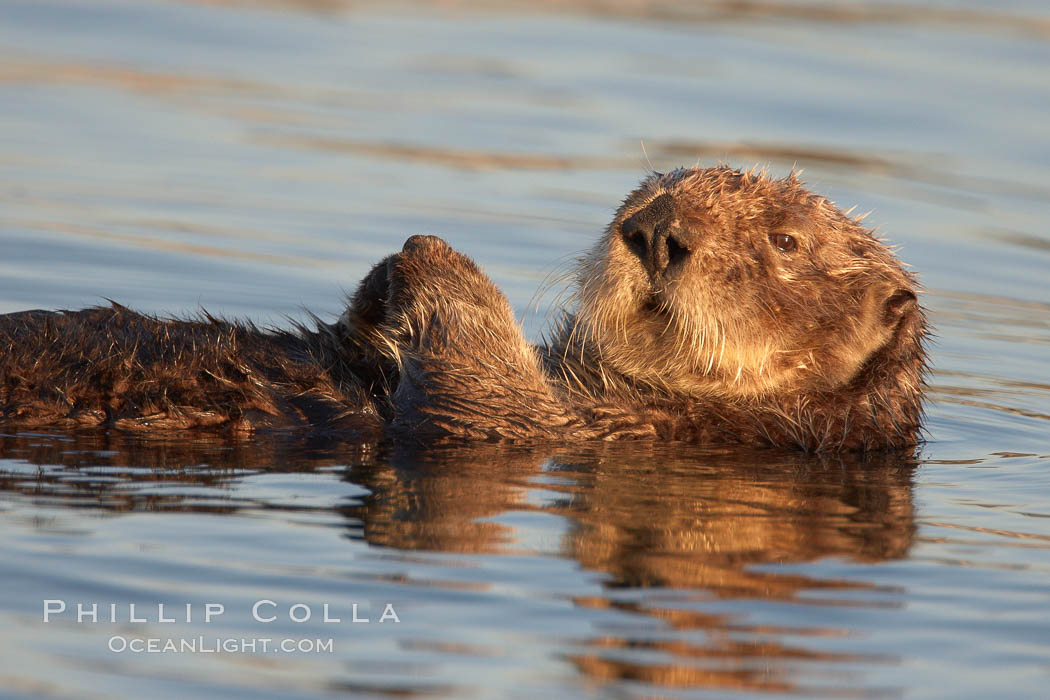 A sea otter, resting on its back, holding its paw out of the water for warmth.  While the sea otter has extremely dense fur on its body, the fur is less dense on its head, arms and paws so it will hold these out of the cold water to conserve body heat. Elkhorn Slough National Estuarine Research Reserve, Moss Landing, California, USA, Enhydra lutris, natural history stock photograph, photo id 21670