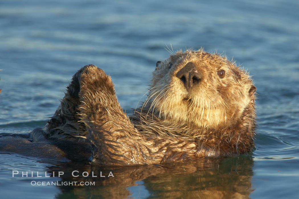 A sea otter, resting on its back, holding its paw out of the water for warmth.  While the sea otter has extremely dense fur on its body, the fur is less dense on its head, arms and paws so it will hold these out of the cold water to conserve body heat. Elkhorn Slough National Estuarine Research Reserve, Moss Landing, California, USA, Enhydra lutris, natural history stock photograph, photo id 21608