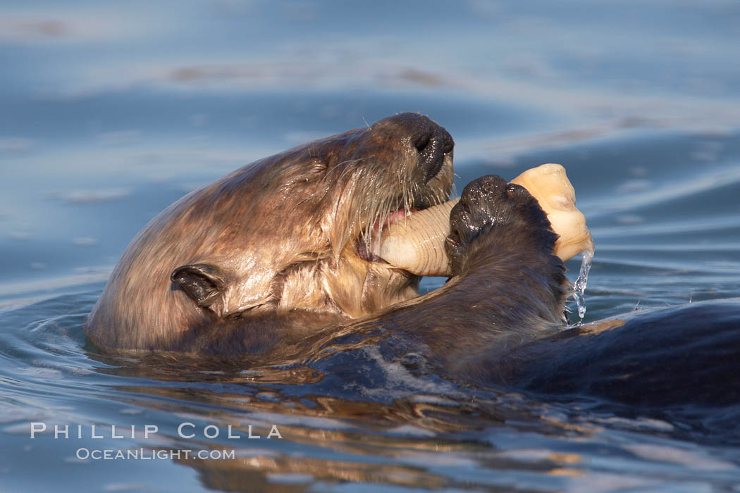 A sea otter eats a clam that it has taken from the shallow sandy bottom of Elkhorn Slough.  Because sea otters have such a high metabolic rate, they eat up to 30% of their body weight each day in the form of clams, mussels, urchins, crabs and abalone.  Sea otters are the only known tool-using marine mammal, using a stone or old shell to open the shells of their prey as they float on their backs. Elkhorn Slough National Estuarine Research Reserve, Moss Landing, California, USA, Enhydra lutris, natural history stock photograph, photo id 21652