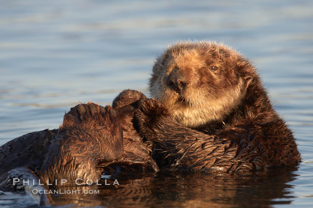 A sea otter resting, holding its paws out of the water to keep them warm and conserve body heat as it floats in cold ocean water. Elkhorn Slough National Estuarine Research Reserve, Moss Landing, California, USA, Enhydra lutris, natural history stock photograph, photo id 21668