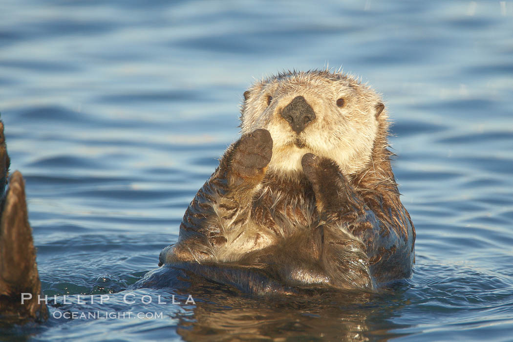 A sea otter, resting on its back, holding its paw out of the water for warmth.  While the sea otter has extremely dense fur on its body, the fur is less dense on its head, arms and paws so it will hold these out of the cold water to conserve body heat. Elkhorn Slough National Estuarine Research Reserve, Moss Landing, California, USA, Enhydra lutris, natural history stock photograph, photo id 21647