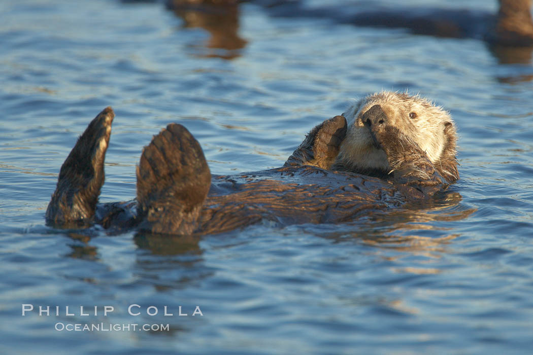 A sea otter resting, holding its paws out of the water to keep them warm and conserve body heat as it floats in cold ocean water. Elkhorn Slough National Estuarine Research Reserve, Moss Landing, California, USA, Enhydra lutris, natural history stock photograph, photo id 21655