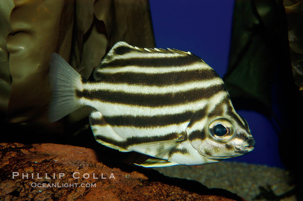 Old Wife., Enoplosus armatus, natural history stock photograph, photo id 09464