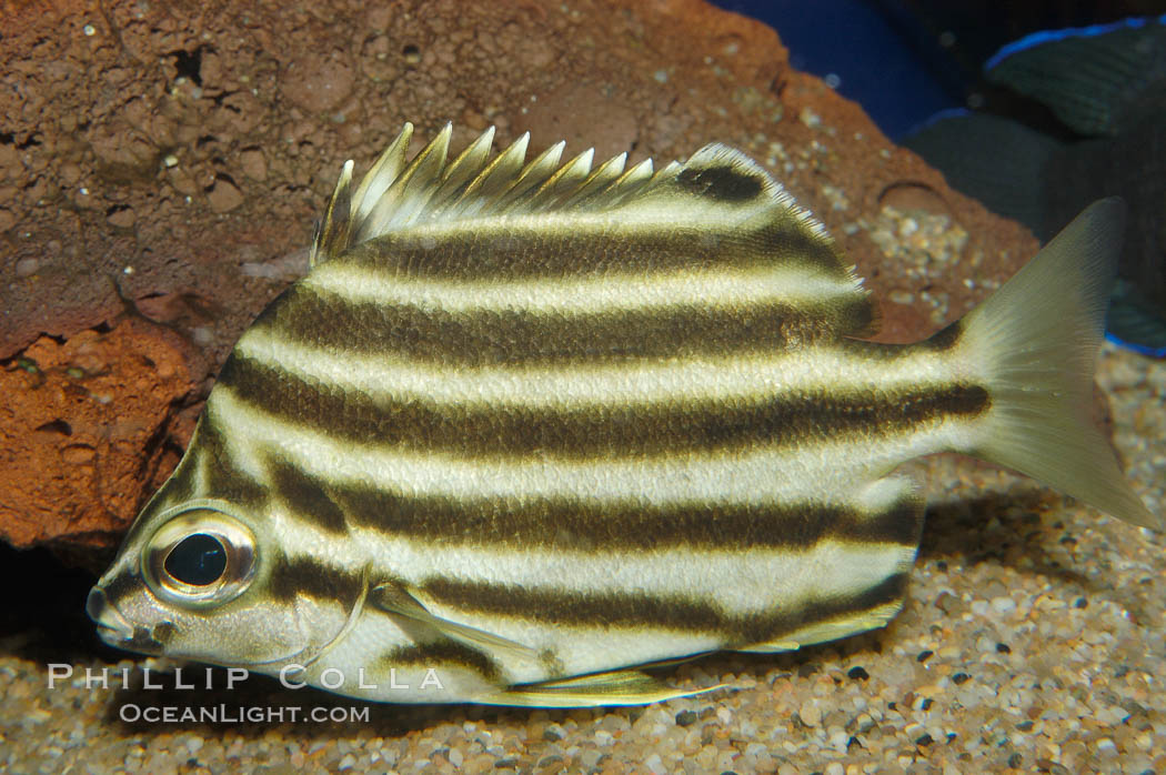 Old Wife., Enoplosus armatus, natural history stock photograph, photo id 09239