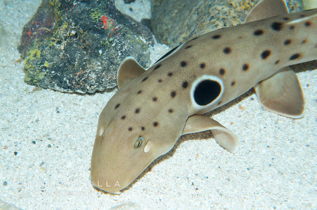 Epaulette shark.  The epaulette shark is primarily nocturnal, hunting for crabs, worms and invertebrates by crawling across the bottom on its overlarge fins., Hemiscyllium ocellatum, natural history stock photograph, photo id 14959