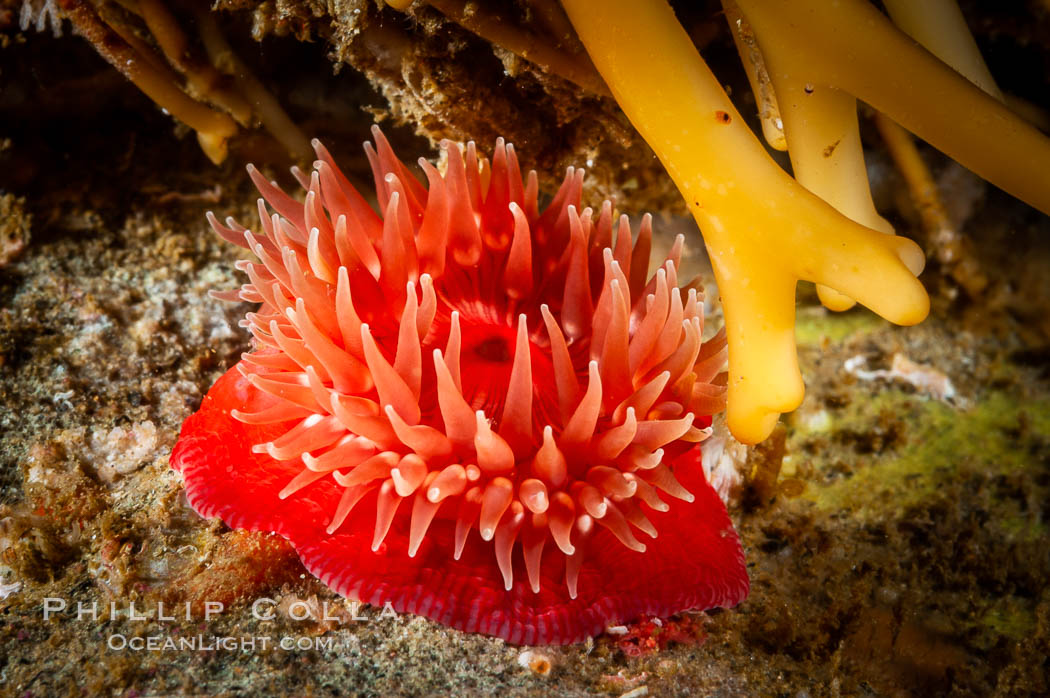 Brooding proliferating sea anemone. Santa Barbara Island, California, USA, Epiactis prolifera, natural history stock photograph, photo id 10160