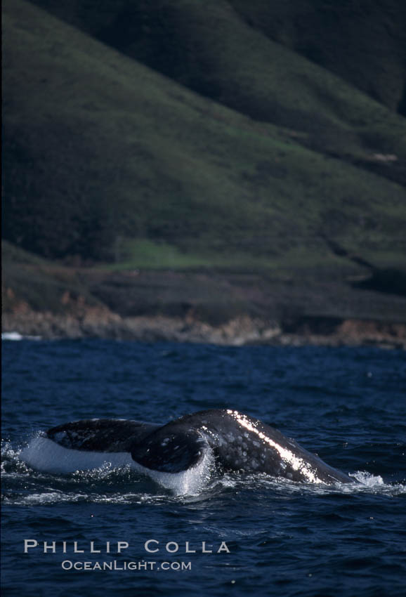 Gray whale, raising fluke to dive. Big Sur, California, USA, Eschrichtius robustus, natural history stock photograph, photo id 05778