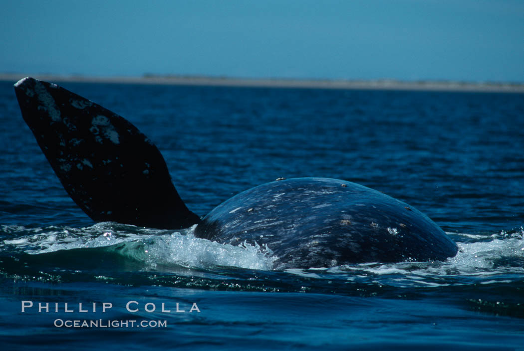 Gray whale rolling and lifting pectoral fin during courtship socialization, Laguna San Ignacio. San Ignacio Lagoon, Baja California, Mexico, Eschrichtius robustus, natural history stock photograph, photo id 06428