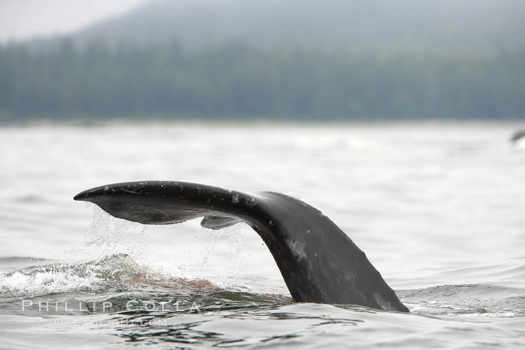 Gray whale, raising its fluke (tail) before diving to the ocean floor to forage for crustaceans, , Cow Bay, Flores Island, near Tofino, Clayoquot Sound, west coast of Vancouver Island. British Columbia, Canada, Eschrichtius robustus, natural history stock photograph, photo id 21176